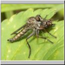 Tolmerus atricapillus - Raubfliege m03.jpg